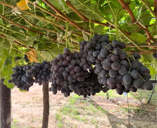 Grapes New