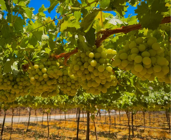 Green grapes new