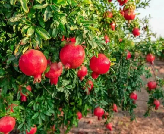 Pomogrenet