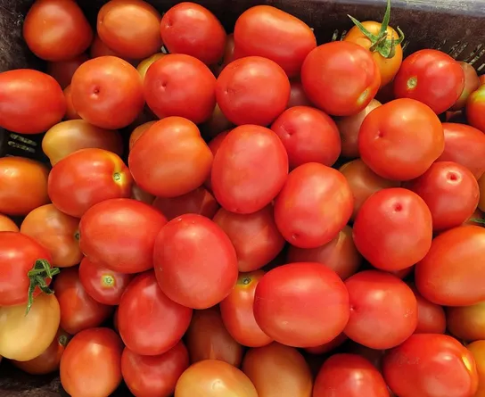 Tomato New